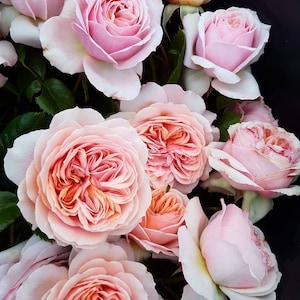 May include: A close-up of a bouquet of pink roses. The roses display a range of pink hues, from pale to deep. The petals are layered, with some flowers fully open and others in bud. Green leaves are interspersed among the blooms.