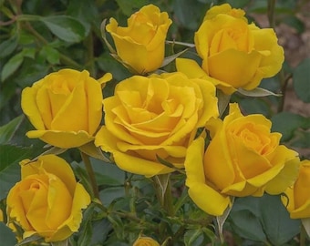 May include: A cluster of vibrant yellow roses in various stages of bloom, featuring layered petals and soft, rounded shapes. The flowers are surrounded by deep green leaves and stems, showcasing the natural texture and bright color of the blossoms.