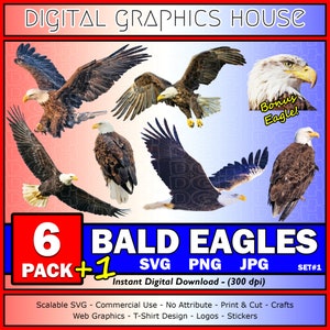 American Bald Eagle Graphics: SVG, PNG, JPG (Digital Download)
