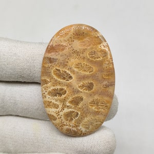 Fossil Korallen Cabochon 51X34X4 MM oval Form 80ct Natur beige Farbe fossil Koralle Edelstein für Schmuck CAB01092
