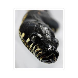 May include: A detailed image of a black snake's head, featuring yellow and white patterns. The snake's scales are textured, and its eyes are in focus. The background is white, emphasizing the snake's striking appearance.