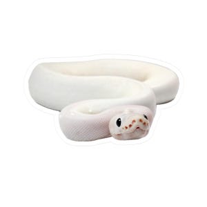 May include: A sticker featuring a white snake with black eyes and a pinkish-red nose. The snake is coiled and appears to be looking directly at the viewer. The sticker has a white border.