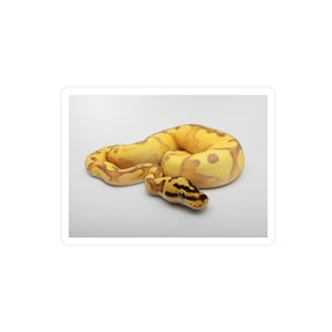 May include: A coiled yellow and brown ball python snake sticker. The snake has a yellow body with brown markings and a black and yellow head. The sticker is on a white background.