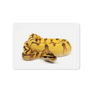 May include: A yellow and brown ball python snake coiled on a white surface. The snake has a yellow base color with dark brown patterns and markings. The snake's head is visible, with a black and brown pattern.