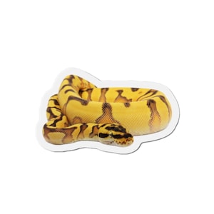 Puede incluir: Una pegatina con una pitón real enrollada. La serpiente tiene un cuerpo amarillo con marcas marrón oscuro. La cabeza de la serpiente es visible, con patrones negros y marrones. La pegatina tiene un borde blanco.