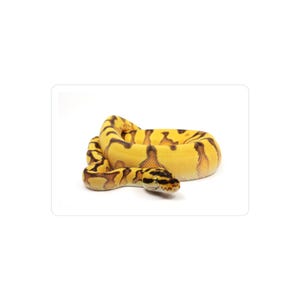 May include: A yellow and black ball python snake coiled on a white background. The snake has a pattern of dark brown and black markings on its yellow body. The snake's head is visible, with black and brown markings.