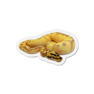 May include: A sticker of a yellow snake with brown patterns, coiled up. The snake's head, with black and yellow markings, is visible. The sticker has a white border, and the snake is the main subject.