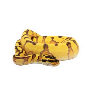 May include: A coiled yellow snake with brown markings. The snake's head is visible, showing its eyes and mouth. The snake is a vibrant yellow color with dark brown patterns, creating a striking contrast. The image is a close-up shot of the snake.