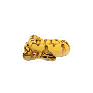 May include: A coiled yellow snake with black and brown markings. The snake's head is visible, with a black and yellow pattern. The snake is a sticker with a white border, isolated on a white background.