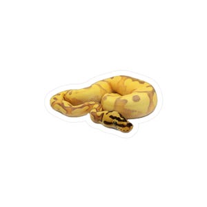 May include: A sticker featuring a coiled ball python. The snake is primarily yellow with brown markings and a patterned head. The sticker is die-cut with a white border, suitable for decorating laptops, water bottles, or notebooks.