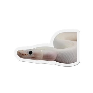 Puede incluir: Una serpiente blanca con la cabeza de color rosa pálido y ojos negros. La serpiente está enrollada, con la cabeza en primer plano. Las escamas de la serpiente son visibles, y la apariencia general es suave y limpia. La serpiente es un reptil.
