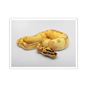 May include: A coiled yellow snake with brown markings. The snake's head is visible, featuring a black and brown pattern. The background is a plain white surface. This image is suitable for reptile enthusiasts.