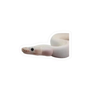 Può includere: Un adesivo raffigurante un serpente bianco con occhi neri e una testa rosa-beige. Il serpente è arrotolato, con la testa in primo piano. Lo sfondo è bianco.