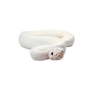 May include: A white snake with black eyes and reddish-brown markings on its head. The snake is coiled and appears to be a sticker or a cutout against a white background. The snake's scales are visible.