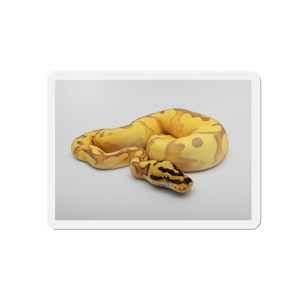 May include: A yellow and brown ball python snake with a patterned design. The snake is coiled and resting on a white surface. The snake's head is visible, showing its eyes and markings.