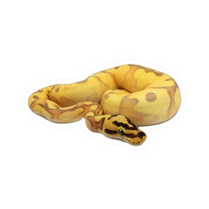 Adesivo serpente giallo a palla / Decalcomania in vinile fustellata a forma di serpente
