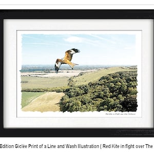 RED KITE in flight over the Chilterns, Framed Limited Edition Fine Art Giclée Print by Gerald Bright