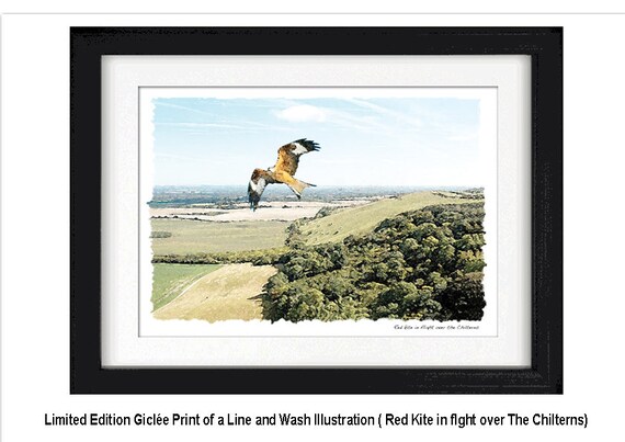 RED KITE in flight over the Chilterns, Framed Limited Edition Fine Art Giclée Print by Gerald Bright