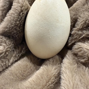 Natural Ostrich Egg Shell – Large Blown Egg – Organic Sculptural Decor / Styling ObjecT