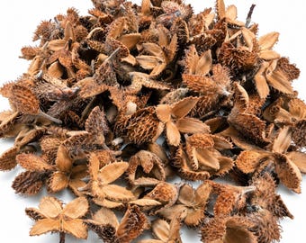 Könnte beinhalten: Eine Ansammlung getrockneter, brauner Bucheckern-Hüllen mit stacheliger, strukturierter Außenseite und glatten, hellbraunen Innenblättern. Diese natürlichen botanischen Elemente liegen in einem dichten Haufen und zeigen ihre sternartige Form.