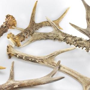 Peut inclure: Une collection de bois de cerf naturels présentant des formes et des tailles variées. Les bois affichent une surface texturée et patinée avec des nuances de brun, de beige et de crème. Chaque pièce présente des pointes distinctes.