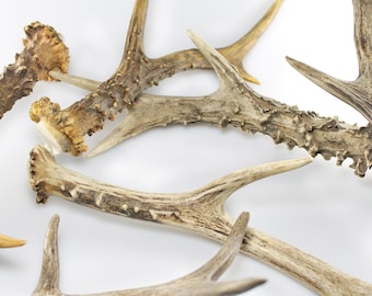 Bois de cerf/chevreuil, bois de mue/sciés, utilisés comme décoration naturelle pour l'artisanat, provenant de cerfs élaphes ou de chevreuils, bois de couronne, friandises pour chiens, morceaux de bois