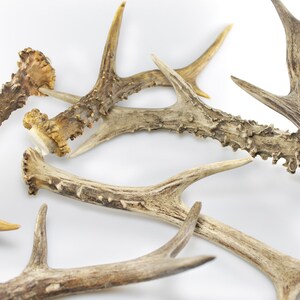 Astas de ciervo/astas de corzo que se desprenden de la varilla/aserradas como decoración natural para la elaboración de coronas de ciervo o corzo que se ajustan a las piezas de asta de snack para perros con varilla