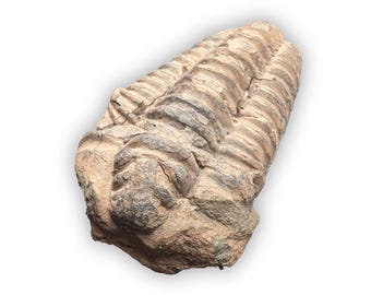 Trilobit Fossilien Calymene Versteinerung - Echte Gliederfüßer Fossile Trilobiten Für Sammler - Dino