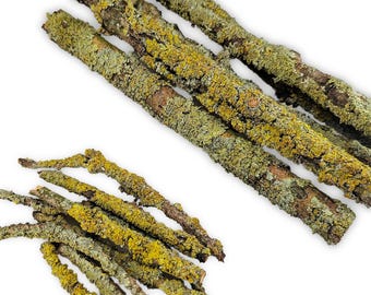 Flechten-Lichenäste, Struktur für Asseln, Tausendfüßer und Gespenstschrecken. Flechtenzweige zum Basteln oder als Terrarium Deko.