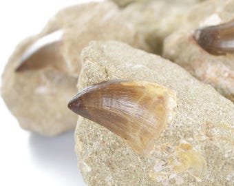 Dinosaurierzahn Mosasaurus Zahn In Matrix - Echte Fossilien Versteinerung Für Sammler