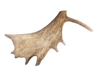 Damhirschgeweih 25-35 cm - Schaufelgeweih Abwurfstange Geweihstangen Fallow Deer