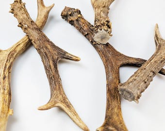 Cosplay Geweih 15–19 cm – Rehgeweih-Requisite & Bastelmaterial LARP, Wikinger-, Elfen-, Fantasy-  Mittelalter-Kostüme Schmuck, Accessoires