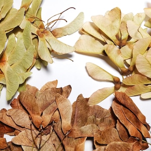 Könnte beinhalten: Draufsicht auf eine Sammlung getrockneter Ahornsamen, auch bekannt als Samaras oder Hubschraubersamen. Die Samen variieren in der Farbe von hellgrün bis hellbraun und dunkelbraun. Sie liegen auf einer weißen Oberfläche.