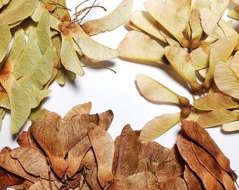 Ahornsamen Spitzahorn zum Basteln -Spitzblättriger Ahorn Nasen Basteln Herbarium