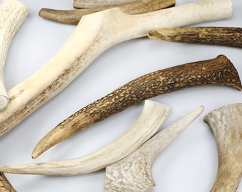 Natürliches Rothirschgeweih / Dekoration, Unikat, Hundekauartikel / Geweihstücke zum Basteln Kronen Passstange Hirschgeweih