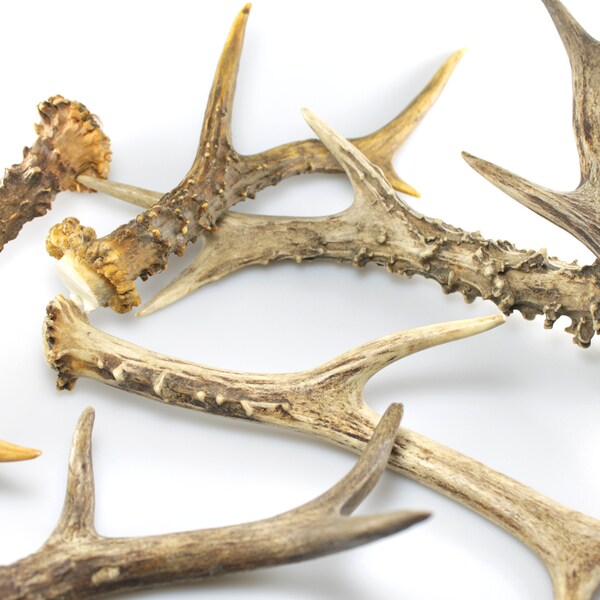 Bois De Cerf Deco