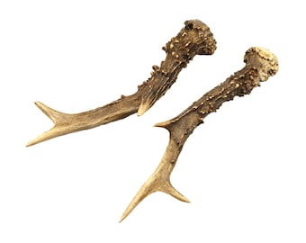 Rehbock Geweih Pärchen Abwurfstangen/gesägt als Natur Deko zum Basteln. Zufällige 15–20 cm Kronen Passstange. Cosplay Wikinger nordisch.