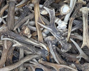 1 kg Rehgeweihe Gehörn Rehbockstangen | Deko & Basteln | Naturmaterial | Jagd Deko | Natürliches Geweih | Rehbock | Rehhorn