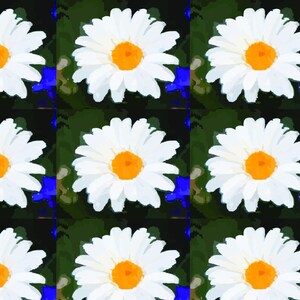 Daisy Flower Pattern