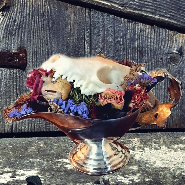 Vintage Silver Creamer Bowl with Ethically Sourced Taxidermy Coyote Skull | Preserved dried flowers and real bird feathers