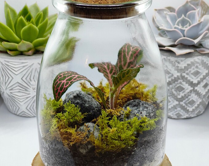 Closed Terrarium Ecosystem Living Terrarium Etsy UK