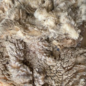 May include: Close-up of raw, unprocessed wool fibers in shades of cream, beige, and brown. The wool appears soft and fluffy, with a textured, uneven surface. The fibers are matted together, suggesting a large quantity of the material.