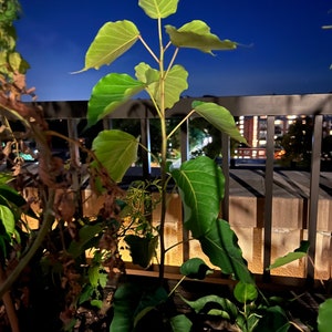 Bodhi Tree 2-3 feet tall, AKA Ficus Religiosa, Peepul or Sacred Fig