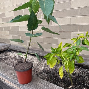 Bodhi Tree AKA Ficus Religiosa, Peepul or Sacred Fig