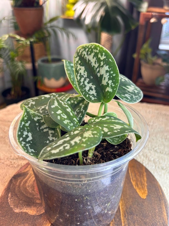 Live Satin Pothos (scindapsus Pictus)  Exact Plant  Silver Pothos  5  Pot  Easy Care Houseplant - Etsy Israel