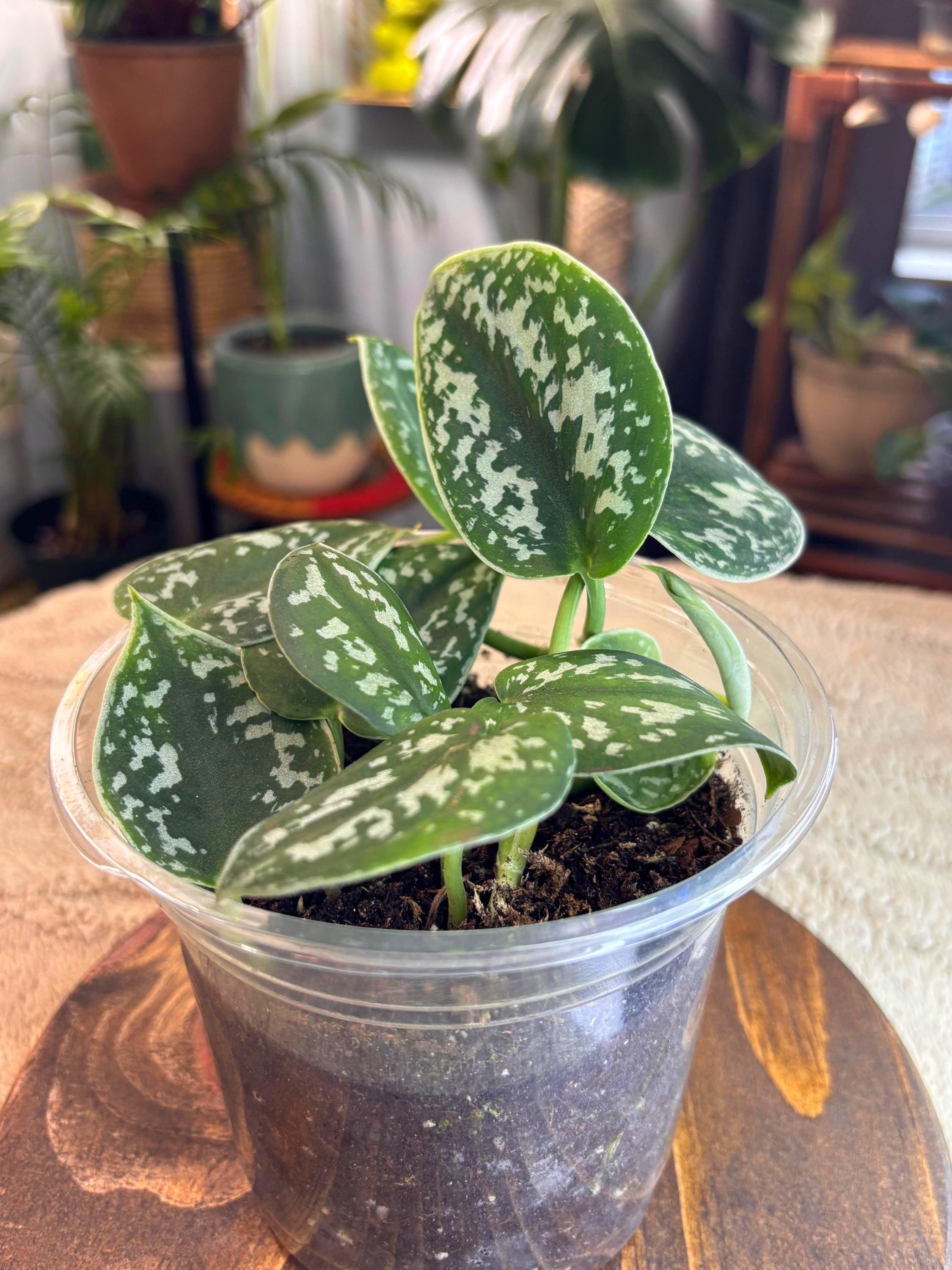 Live Satin Pothos (scindapsus Pictus)  Exact Plant  Silver Pothos  5  Pot  Easy Care Houseplant - Etsy