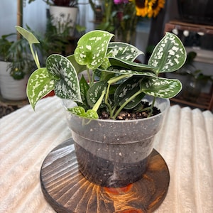 May include: A Scindapsus pictus plant with heart-shaped, dark green leaves featuring silver-grey variegation and speckles. The plant is potted in a clear plastic container filled with dark soil, showcasing the root system and stems clearly.
