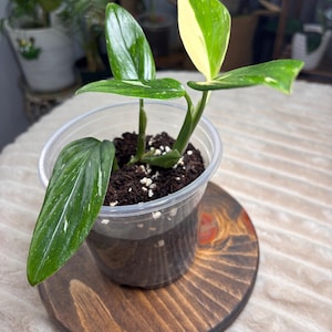 Monstera Standleyana Cobra - Etsy