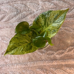 Puede incluir: Vista aérea de un tarro de cristal con una planta de potos. Las hojas son verdes con variegaciones amarillas. El fondo es una tela texturizada de color rosa claro.