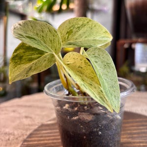Schneekönigin Pothos | High Variegation Marmor Queen Zimmerpflanze (3,5 "Topf)